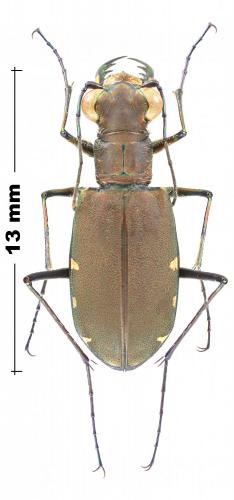 Réf. 240 349 : Calomera funerea